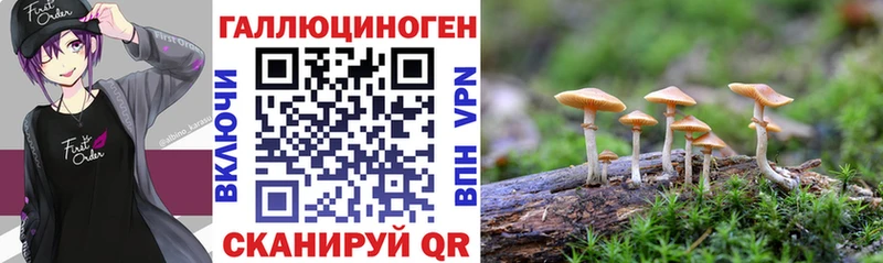 Псилоцибиновые грибы GOLDEN TEACHER  Купить  Дудинка 
